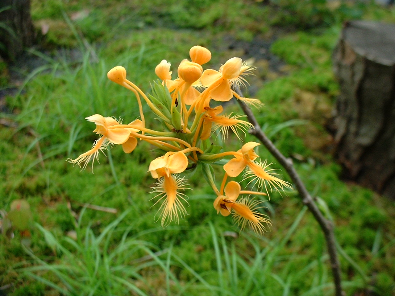 Platanthera ciliaris